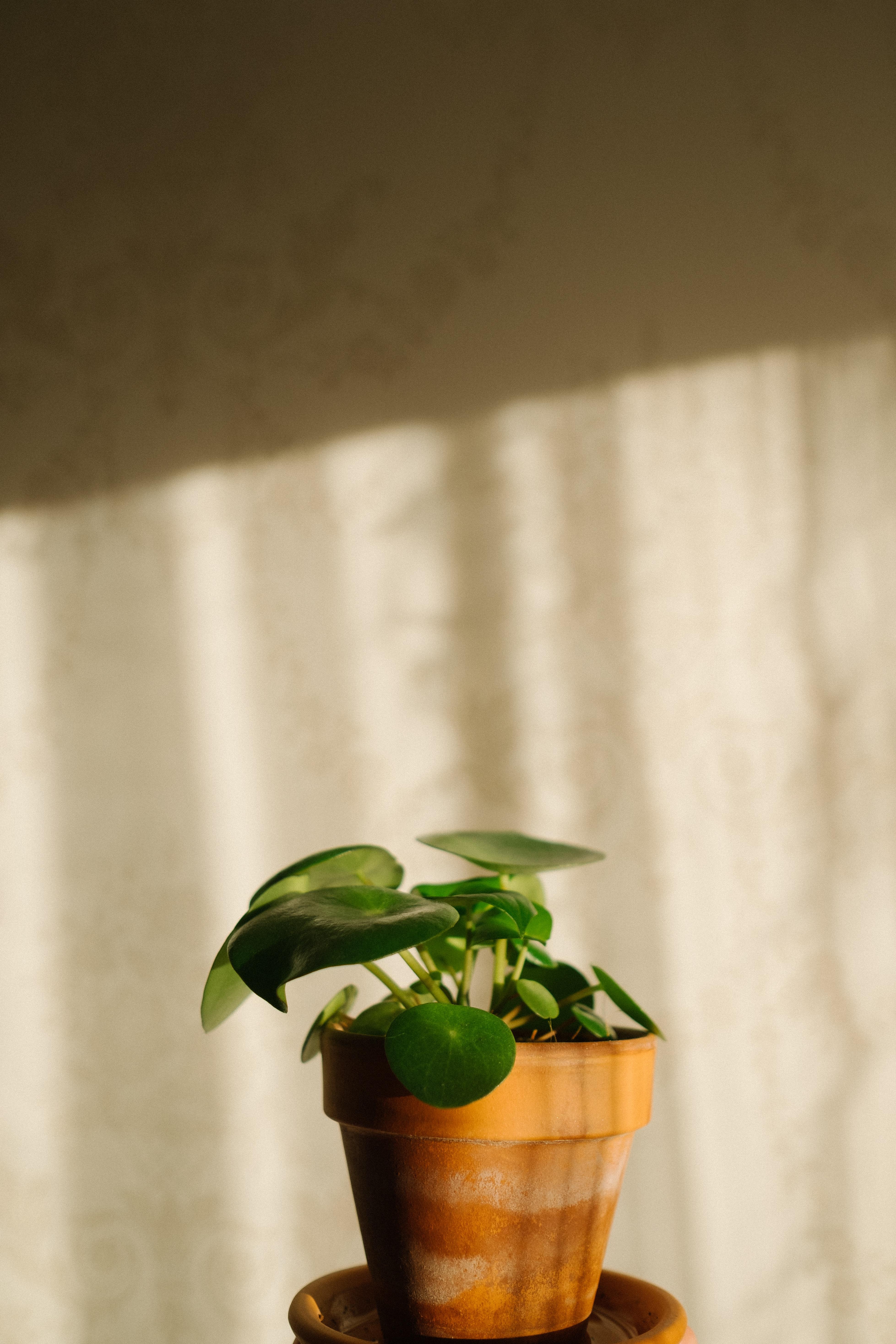 pilea pannenkoekenplant makkelijke planten