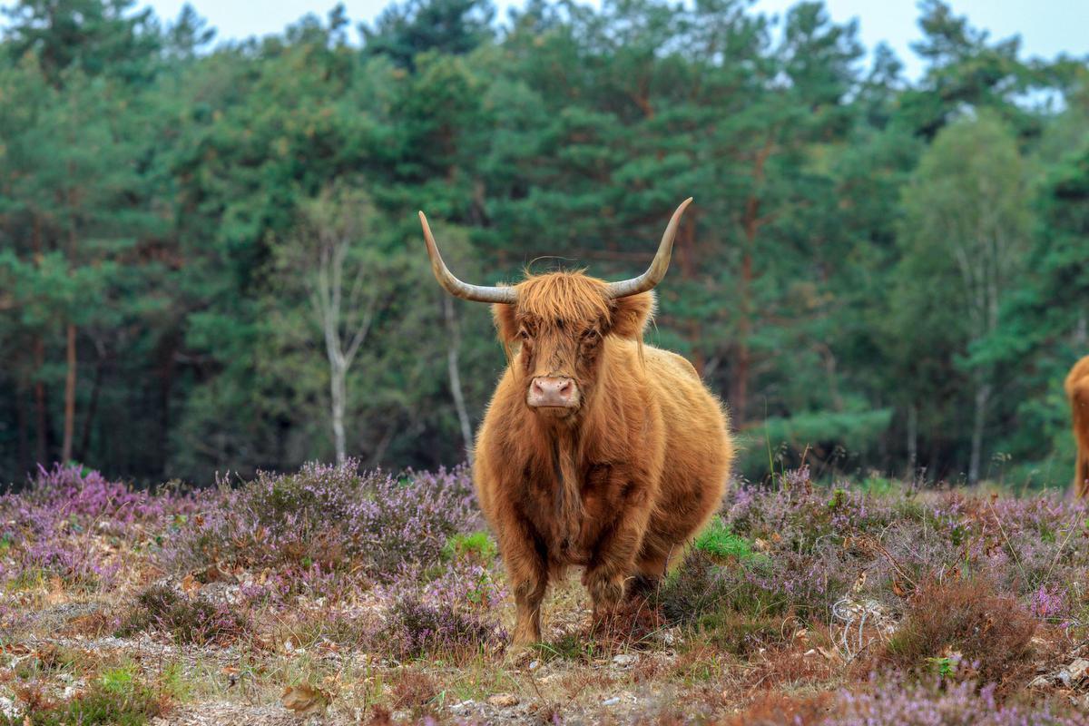 Beleef een heerlijke herfst op de Veluwe