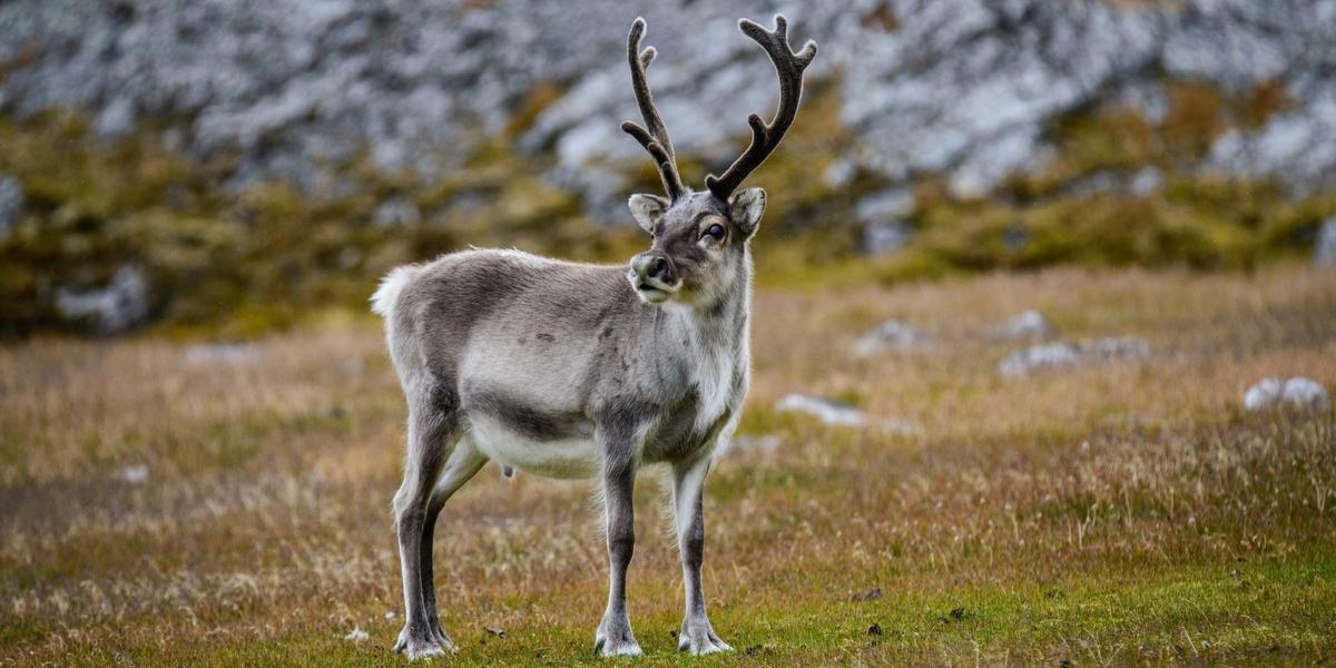 Bij de Aurora Mountain Lodge leer je de Sami en hun rendieren kennen