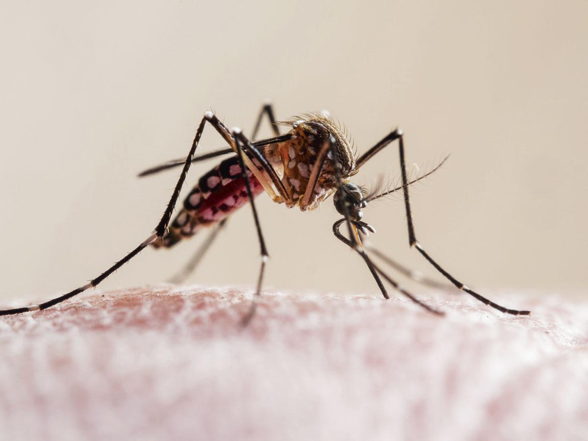 MALARIA Doneren voor medicijnen of muskietennetten heeft een grote impact.
