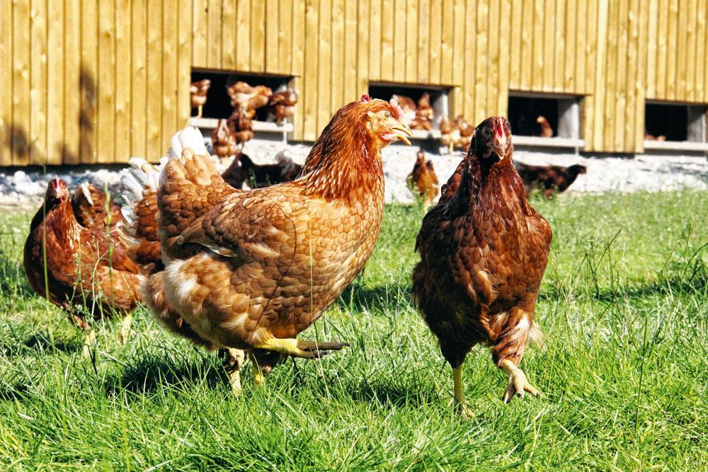 Les oeufs, stars du bio