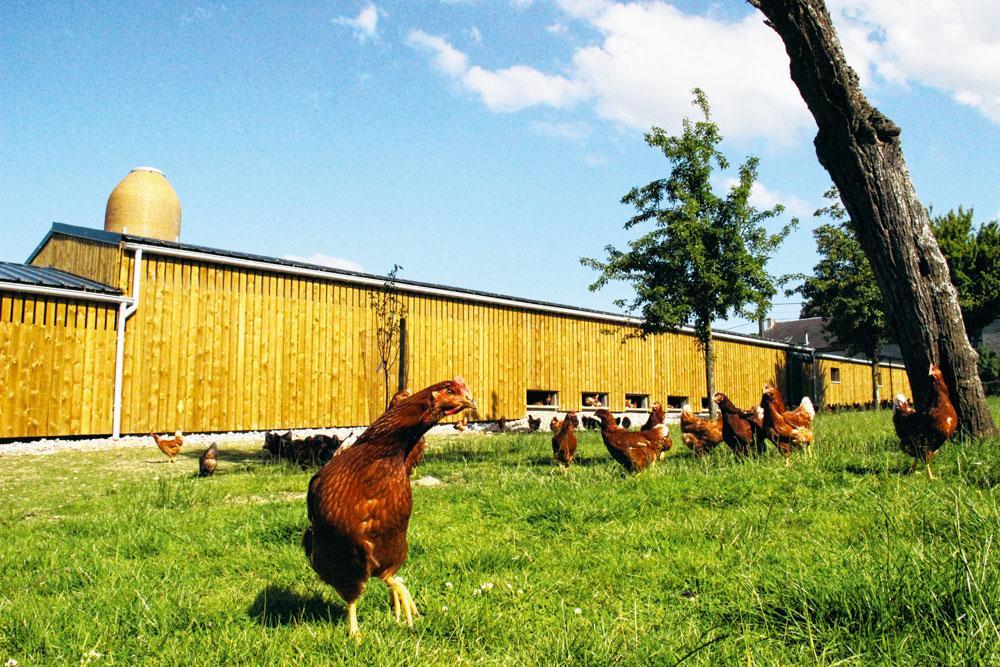 Les oeufs, stars du bio