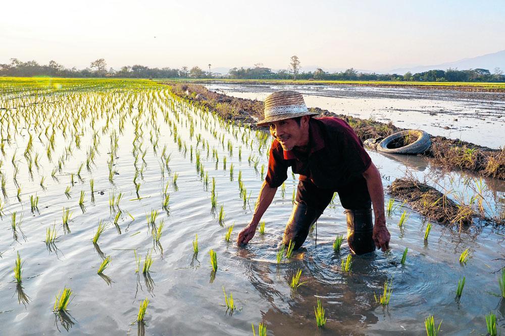 Le riz, trésor national, est au coeur de l'alimentation thaïe. De nombreux paysans du nord le cultivent toujours à la main.