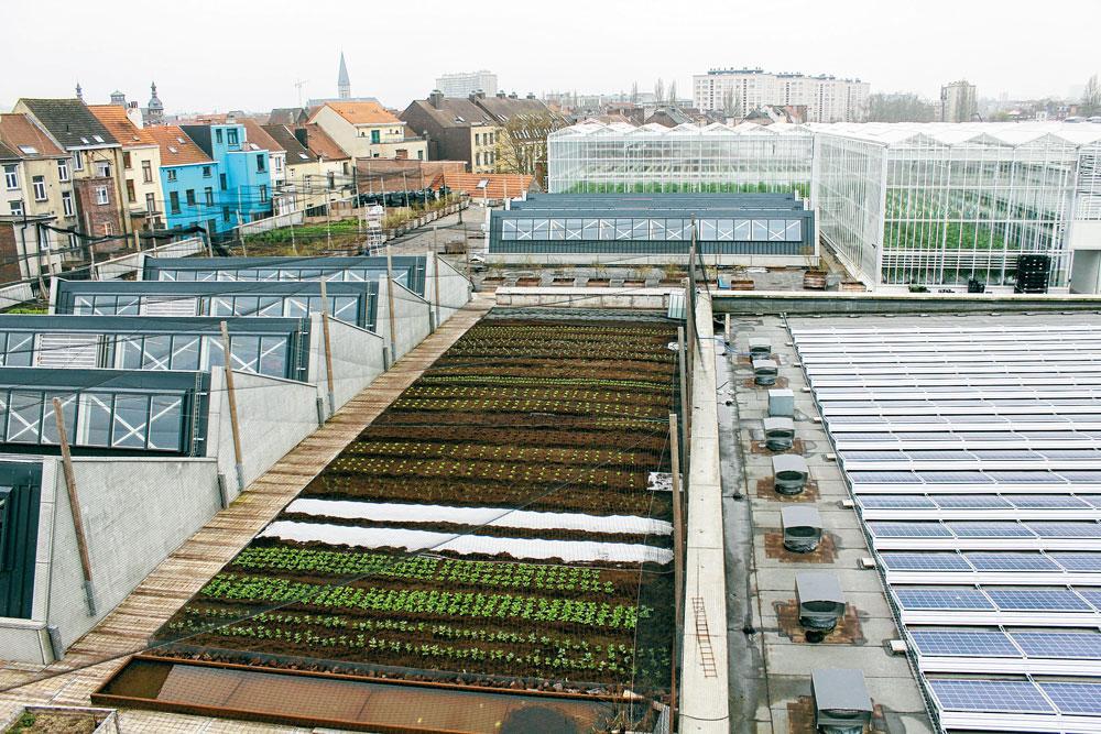 Sur les toits de Foodmet (Abattoirs d'Anderlecht), une ferme suspendue de 4.000 m2