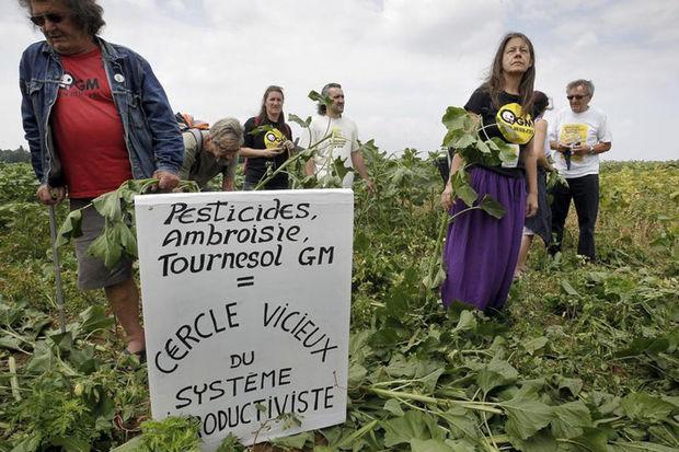 Des activistes anti-OGM protestent dans un champ près de Lyon, en France.