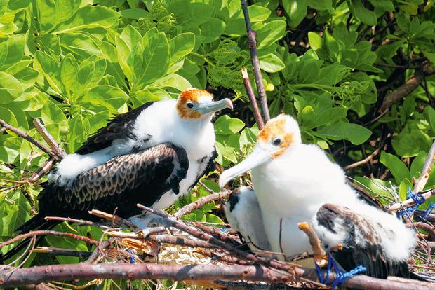 Le motu aux oiseaux, réserve ornithologique exceptionnelle vierge de prédateurs, abrite nids et oiseaux.