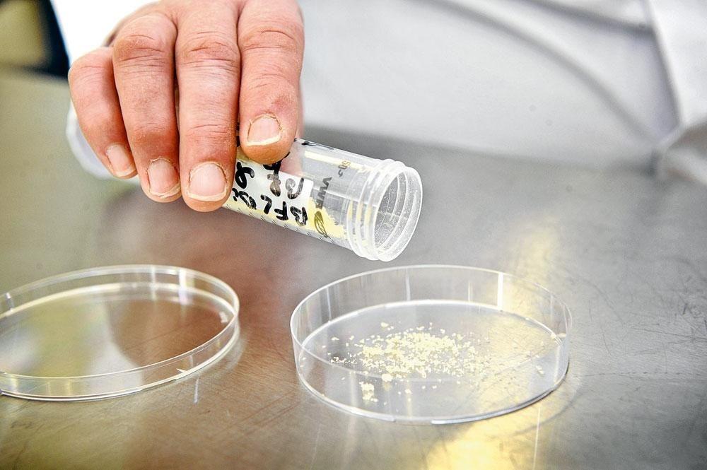La forme sèche des phages permet de les utiliser sous forme de gélules, d'aérosols, de crèmes, etc.
