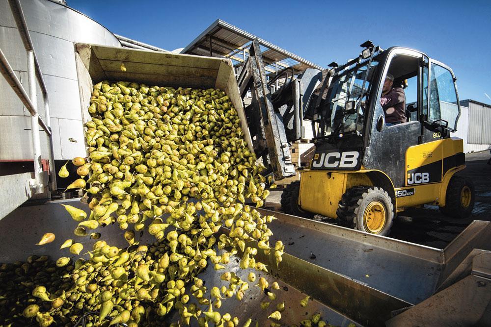 1 Réception des fruits - Le sirop de Liège est principalement constitué de poires et de pommes, achetées en grande partie dans la région : à Saint-Trond, dans les Fourons et aux Pays-Bas, à quelques kilomètres d'Aubel où est située l'entreprise. Les fruits sont travaillés séparément sur une grande partie de la ligne de production. Pour les poires et les pommes, la grosse saison se situe entre septembre et décembre. Les fruits sont versés dans des grandes cuves, avalés dans des vis sans fin où ils sont nettoyés à l'eau chaude. L'entreprise travaille 10.000 tonnes de fruits par an : poires et pommes, évidemment, mais aussi pruneaux, abricots, dattes, figues, raisins et même betteraves.