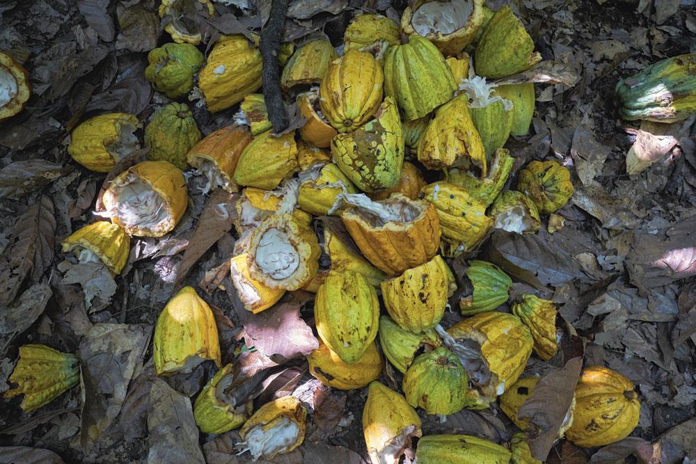 La cabosse, d'où sont extraites les fèves de cacao. Le revenu moyen des fermiers se situe toujours clairement en-deçà du seuil d'extrême pauvreté.
