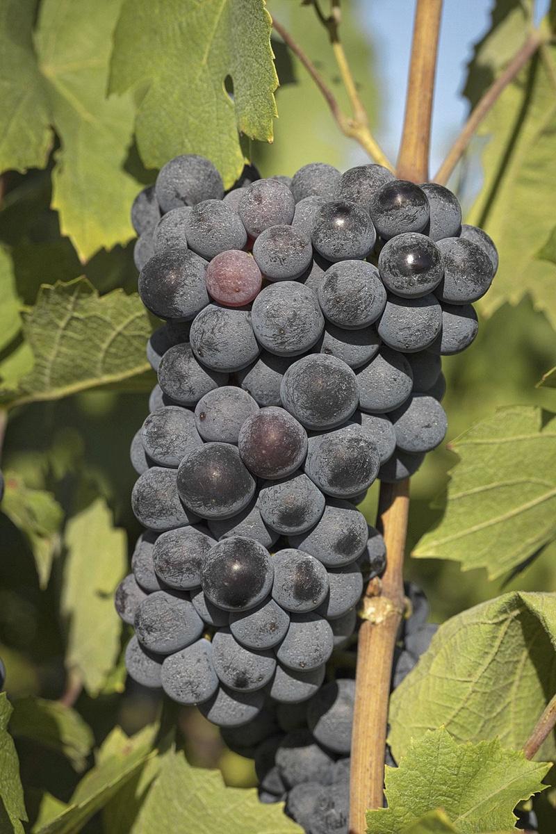 Le gamay, seul cépage autorisé en beaujolais, pour des vins modernes, frais et très gourmands.