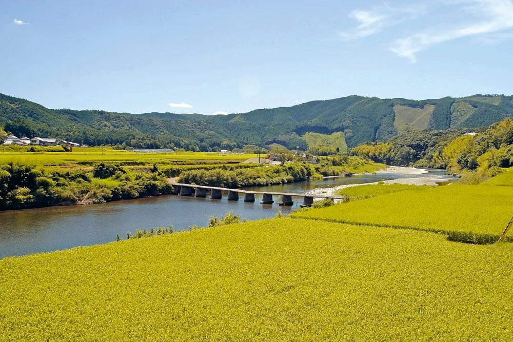Les champs de riz de la brasserie Mutemuka Shuzo, dans la préfecture de Kõchi au Japon.
