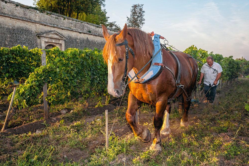 Clos de l'EchauguettePlanté de vignes depuis 1974, ce petit vignoble situé à la citadelle de Blaye, est exploité en bio. Le labour se fait avec le cheval et des poules se baladent dans les vignes pour éliminer les escargots.