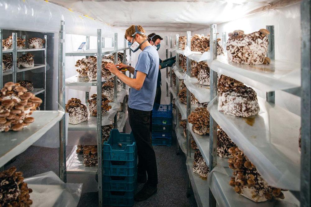 Dans les caves de Cureghem, une culture de champignons chinois qui ne rêve que de s'étendre.