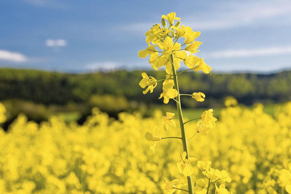 Fleur de colza Au-delà des huiles, la valorisation des protéines, depuis les semences jusqu'au produit fini, est le nouveau combat de l'innovation.