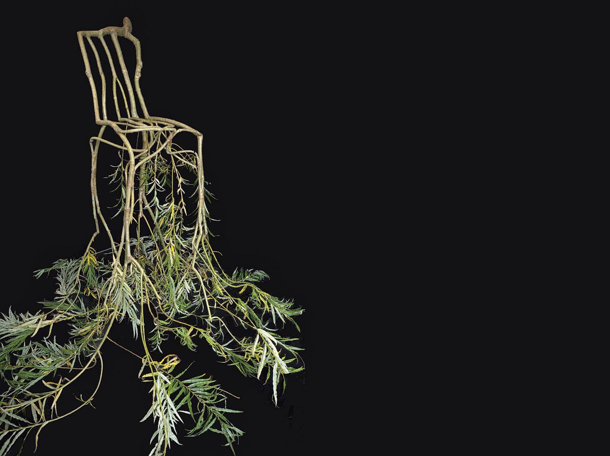 Plant Fever