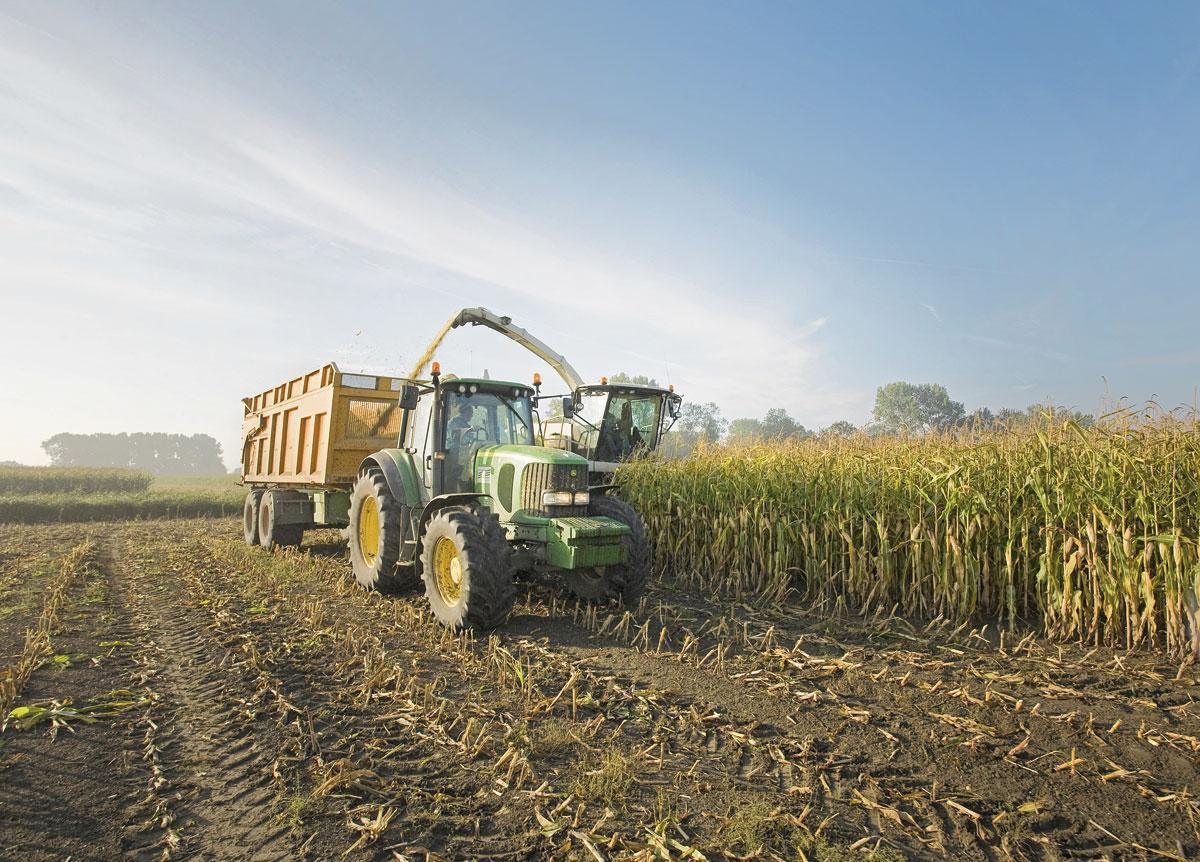 Maïs européen - Sa culture permet de capter des quantités significatives de carbone dans l'air. Et l'usage du bioéthanol qui en découle 