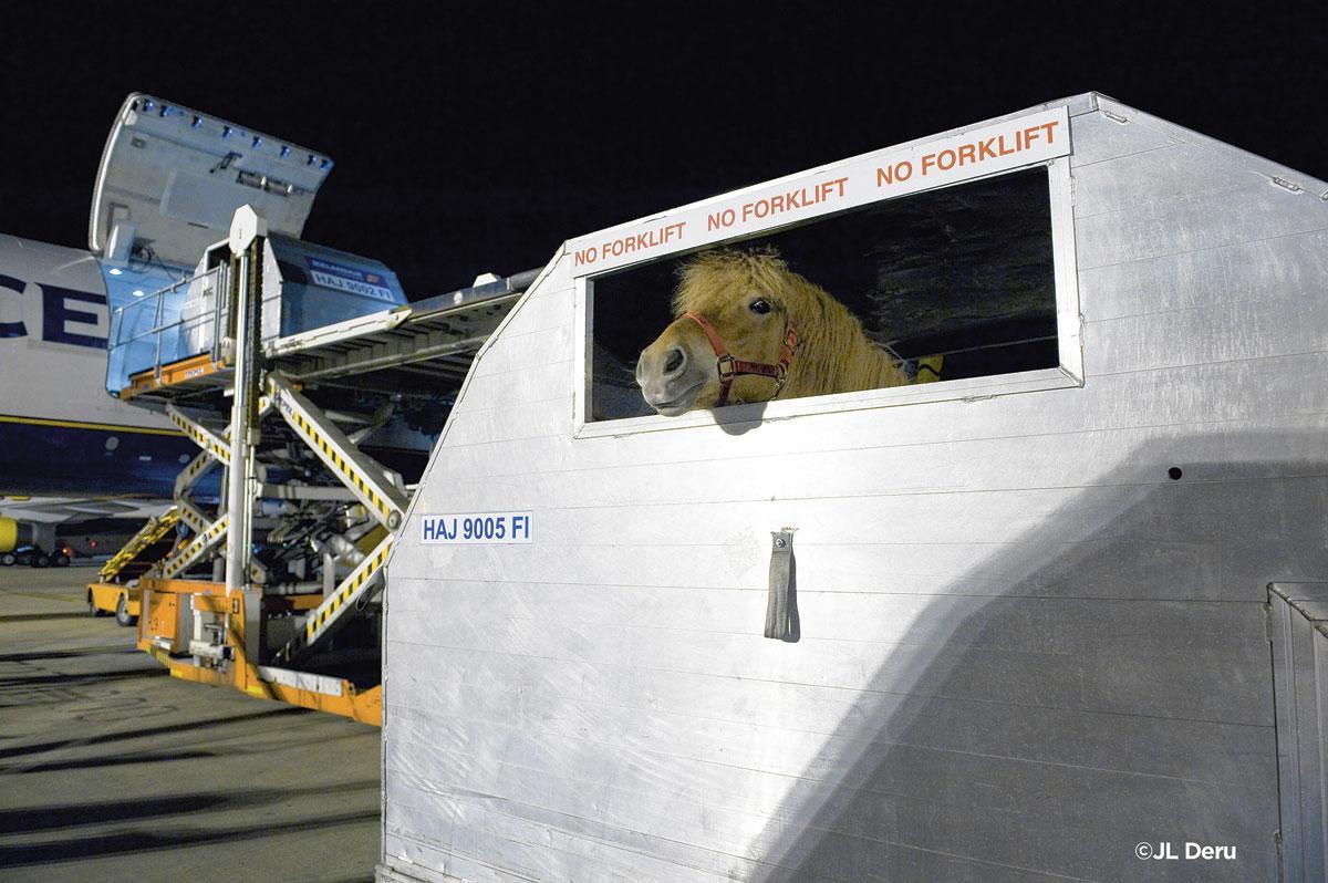 HORSE INN L'aéroport de Liège s'est spécialisé dans le transport de chevaux... comme la compagnie Emirates.