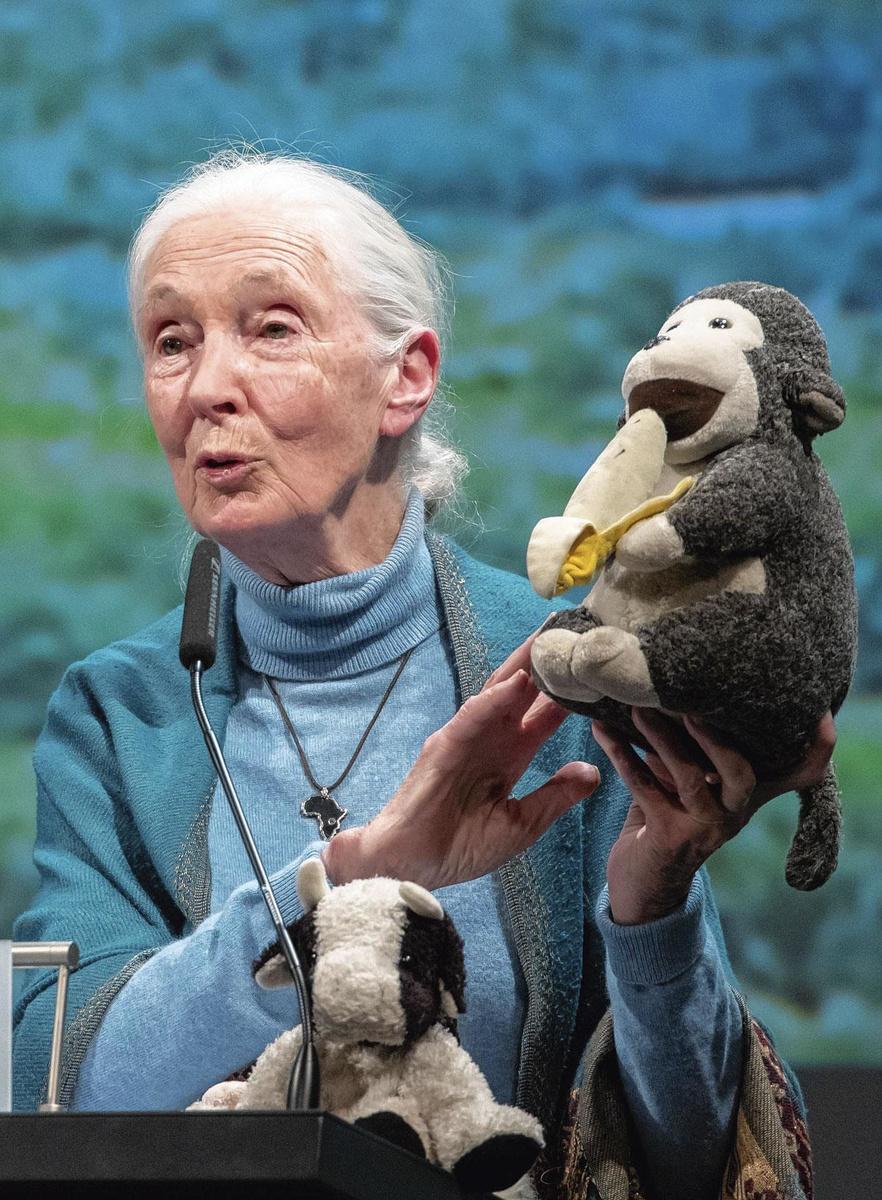 Jane Goodall, infatigable défenseuse de l'environnement: 