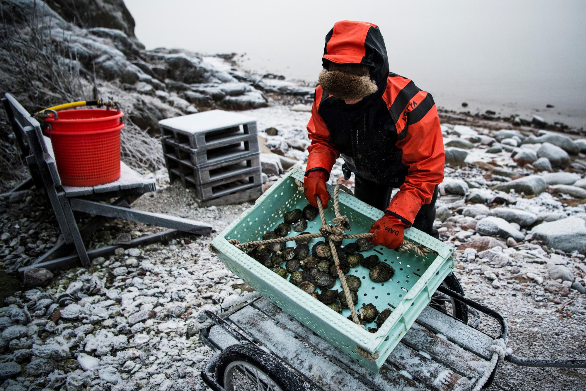 Dans les eaux glacées en Suède, une plongeuse unique en son genre (en images)