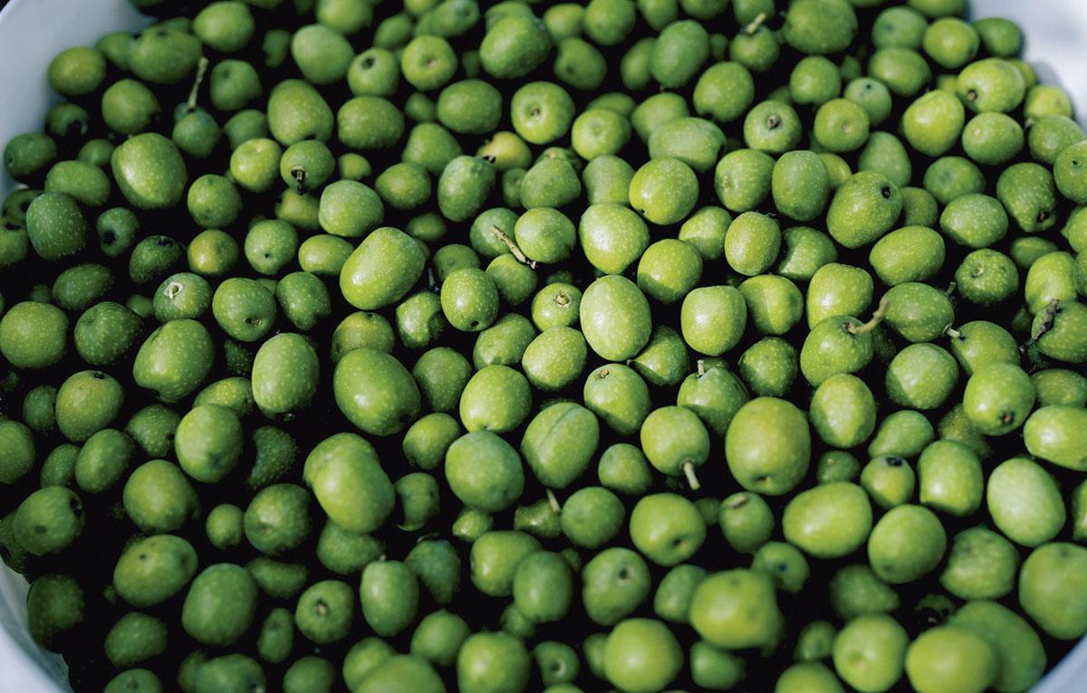 Voyants au vert pour l'olive belge