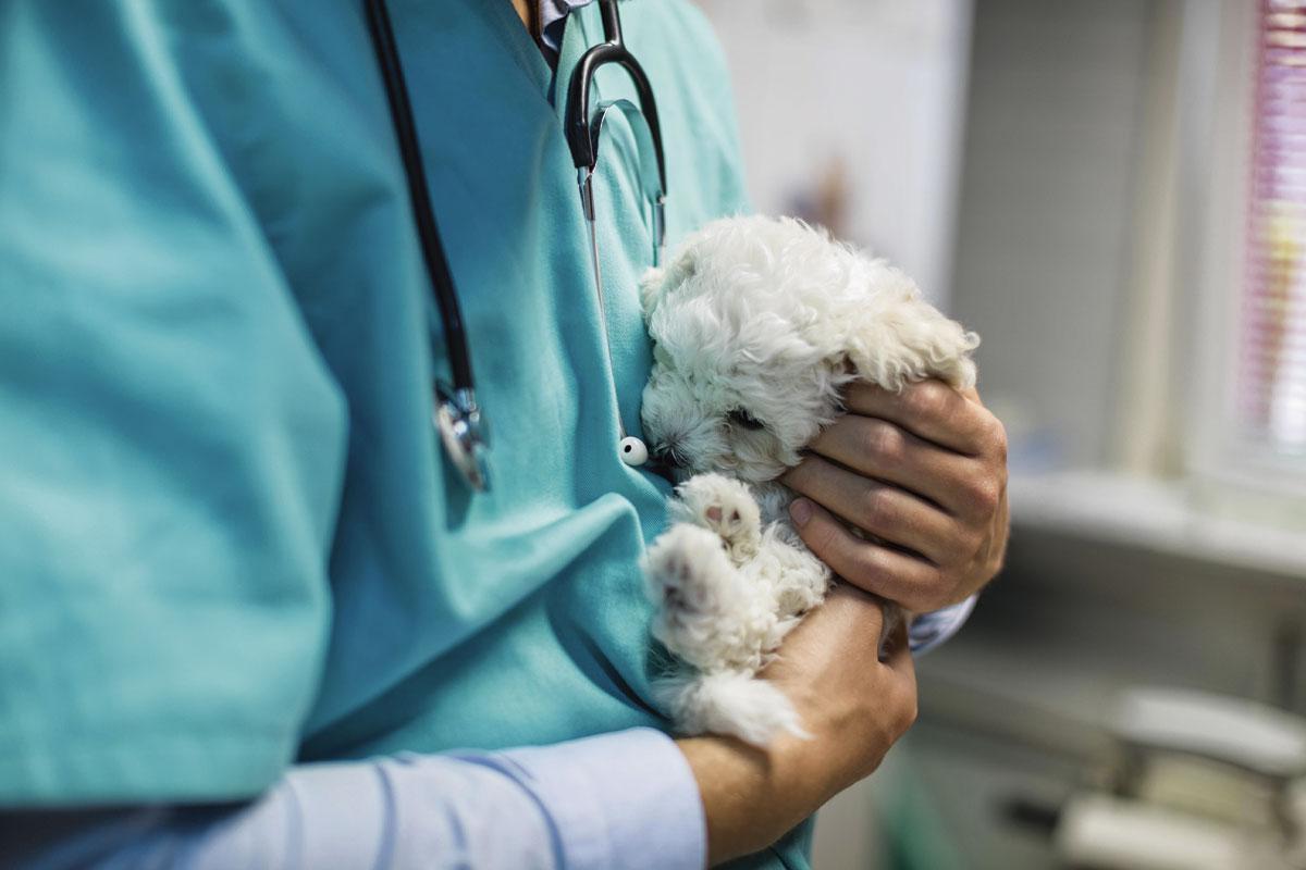 La santé animaleest les secteur le mieux représenté en Bourse. Et l'un des plus prometteurs...