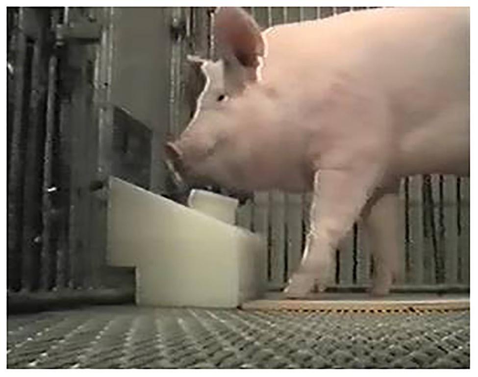 Onderzoekers leren varkens gamen
