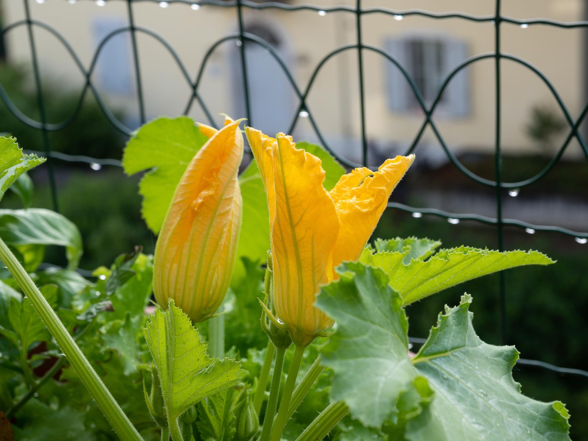 courgettes terras