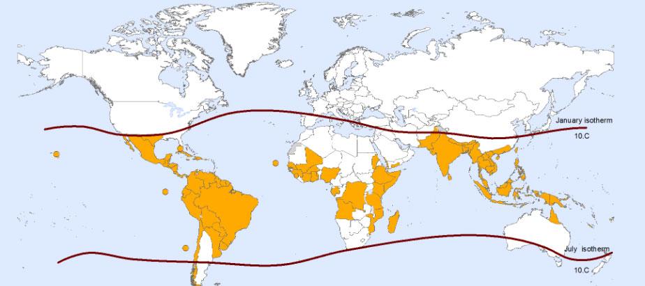 Dengue: kaart waar de mug overleeft
