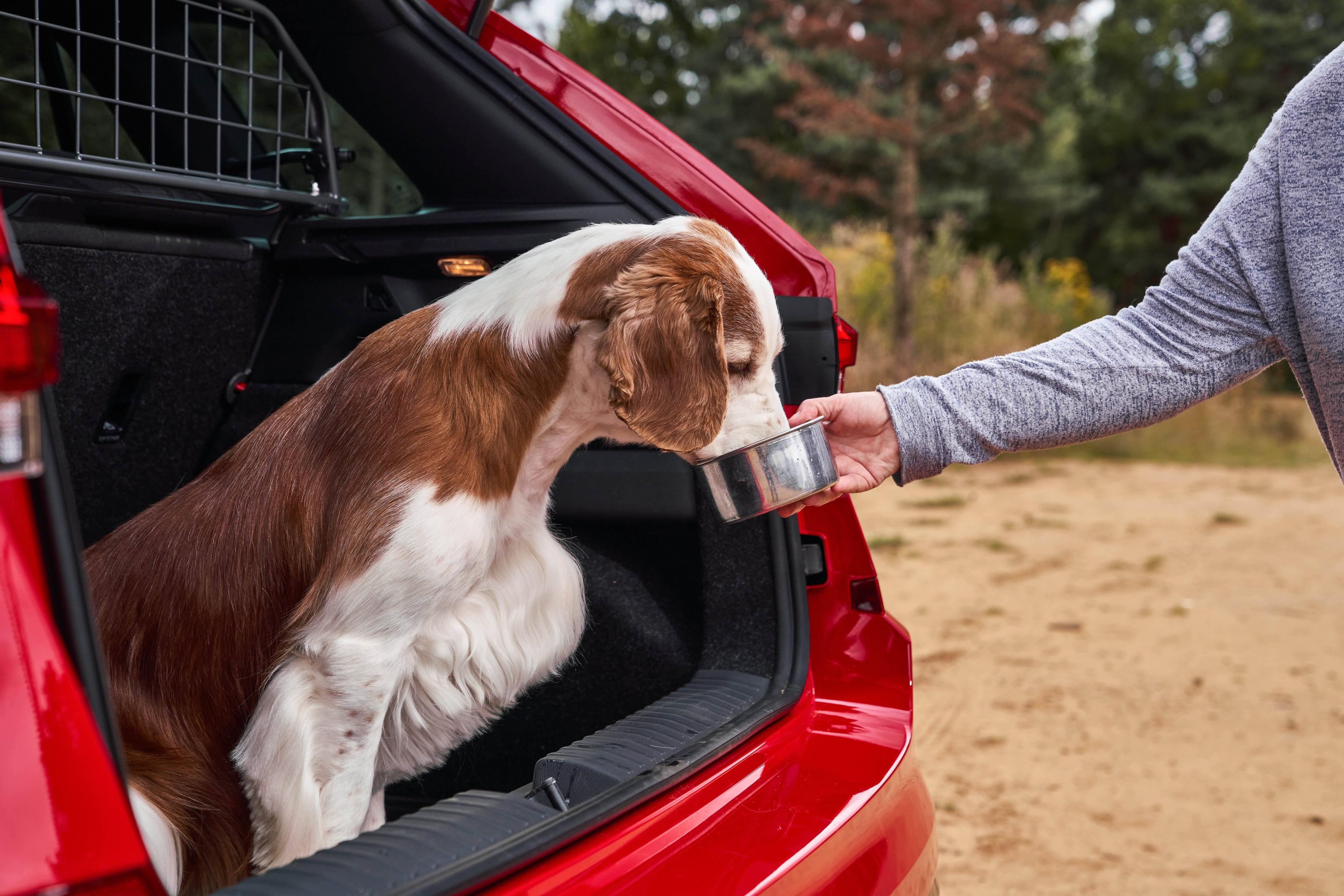 Quelques conseils pour protéger son chien de la chaleur en voiture