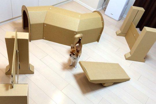 dog-show-contest-obstacle-course-cardboard-home-1