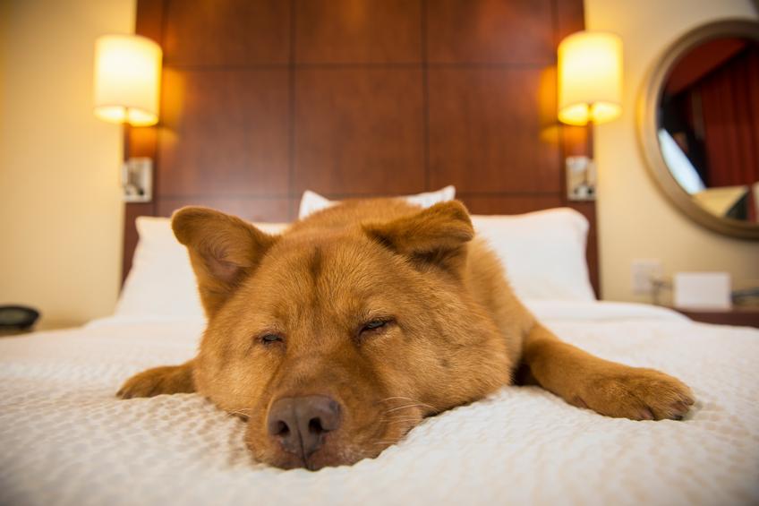 Dog half asleep on bed in hotel room