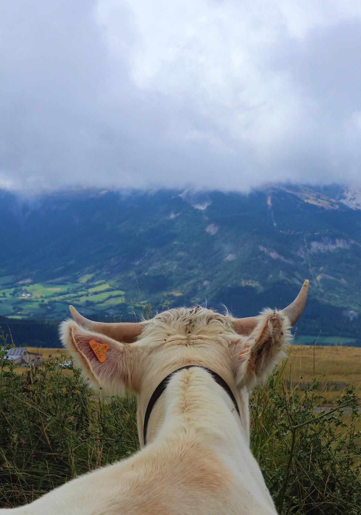 In Montclar genieten zelfs de koeien van de prachtige panorama’s. (foto SRA)