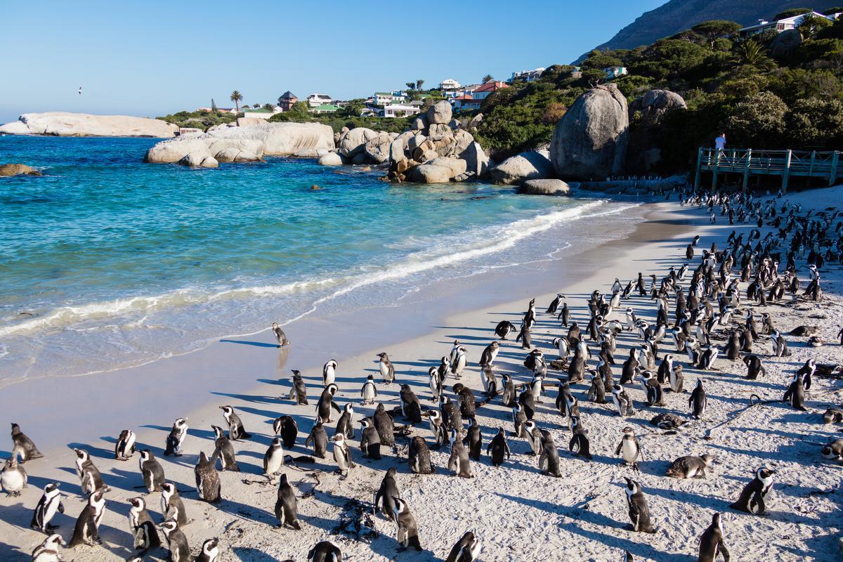 Pinguins op het strand van Simons Town. “Een gek idee voor kinderen”. (foto Getty)©Jan-Otto Getty Images/iStockphoto