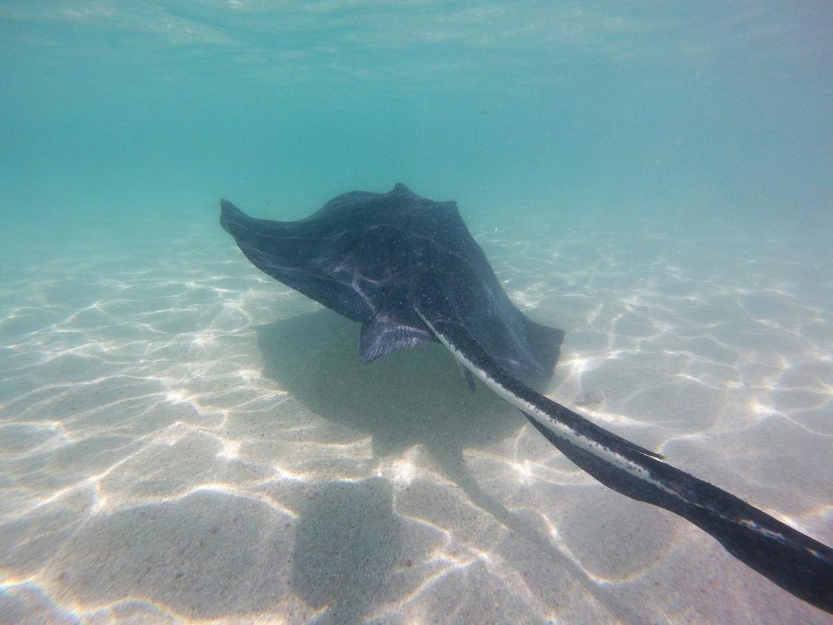 Zwemmen met grote pijlstaartroggen in Antigua: een magische ervaring. (foto AD)