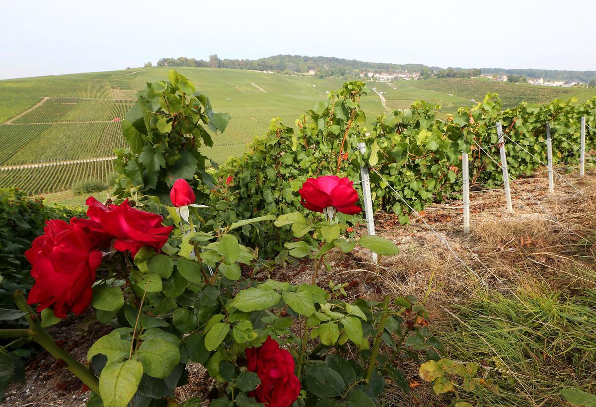Een wijngaard in Hautvillers, waar Dom Perignon voor het eerst champagne produceerde. (foto Getty Images)©FRANCOIS NASCIMBENI AFP via Getty Images