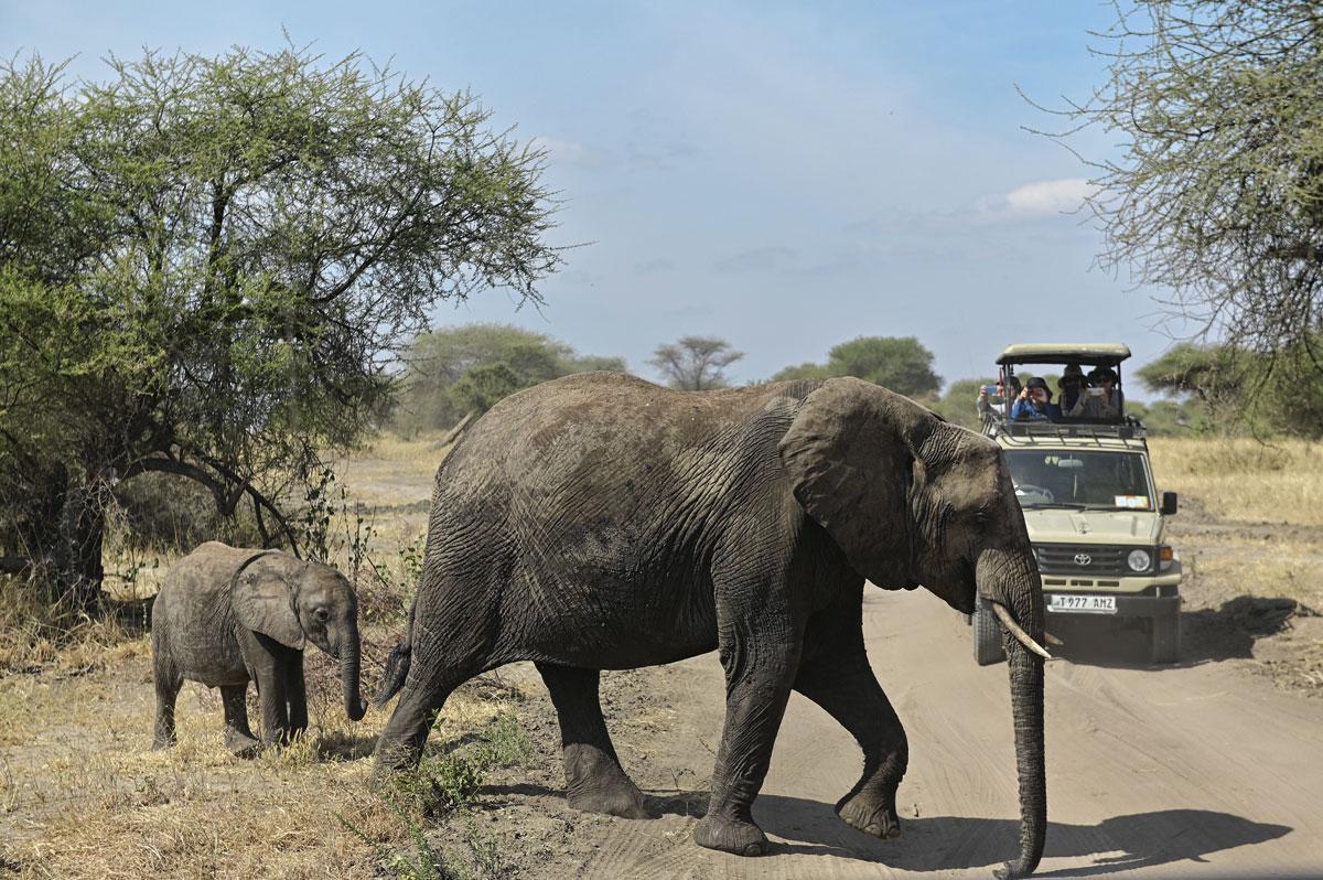 Een wijfjesolifant en haar kalf kruisen ons pad op weg naar hun drinkplaats  in Tarangire National Park.