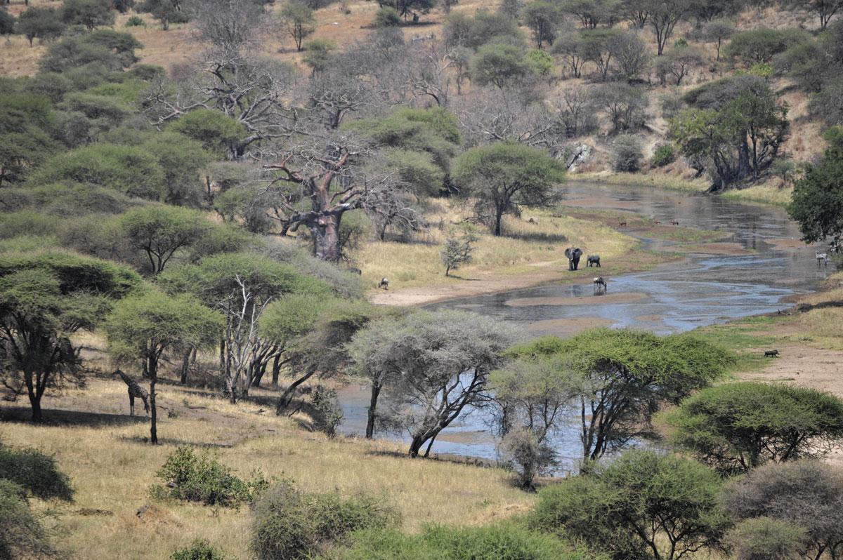 Een wijfjesolifant en haar kalf kruisen ons pad op weg naar hun drinkplaats  in Tarangire National Park.
