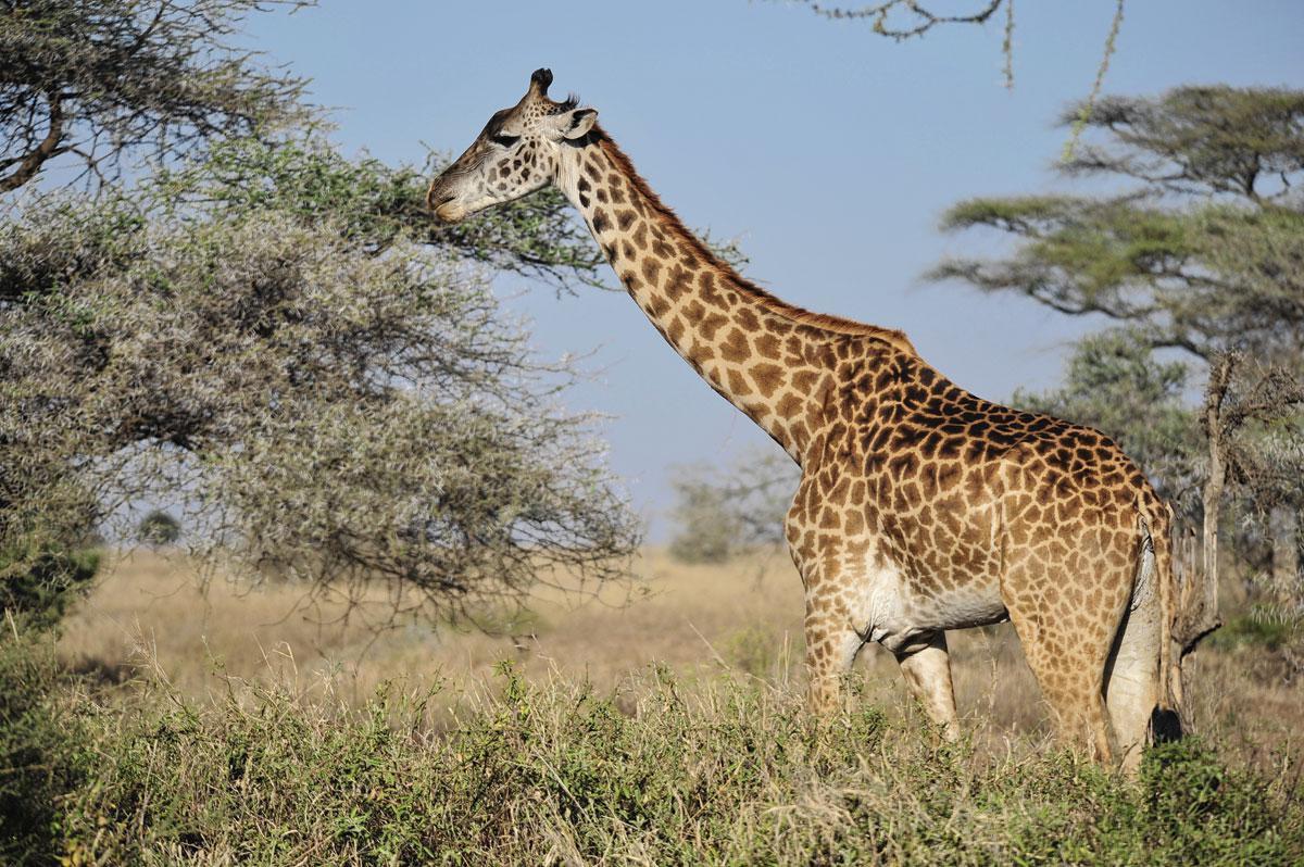 Een giraf op zoek naar acaciascheuten.