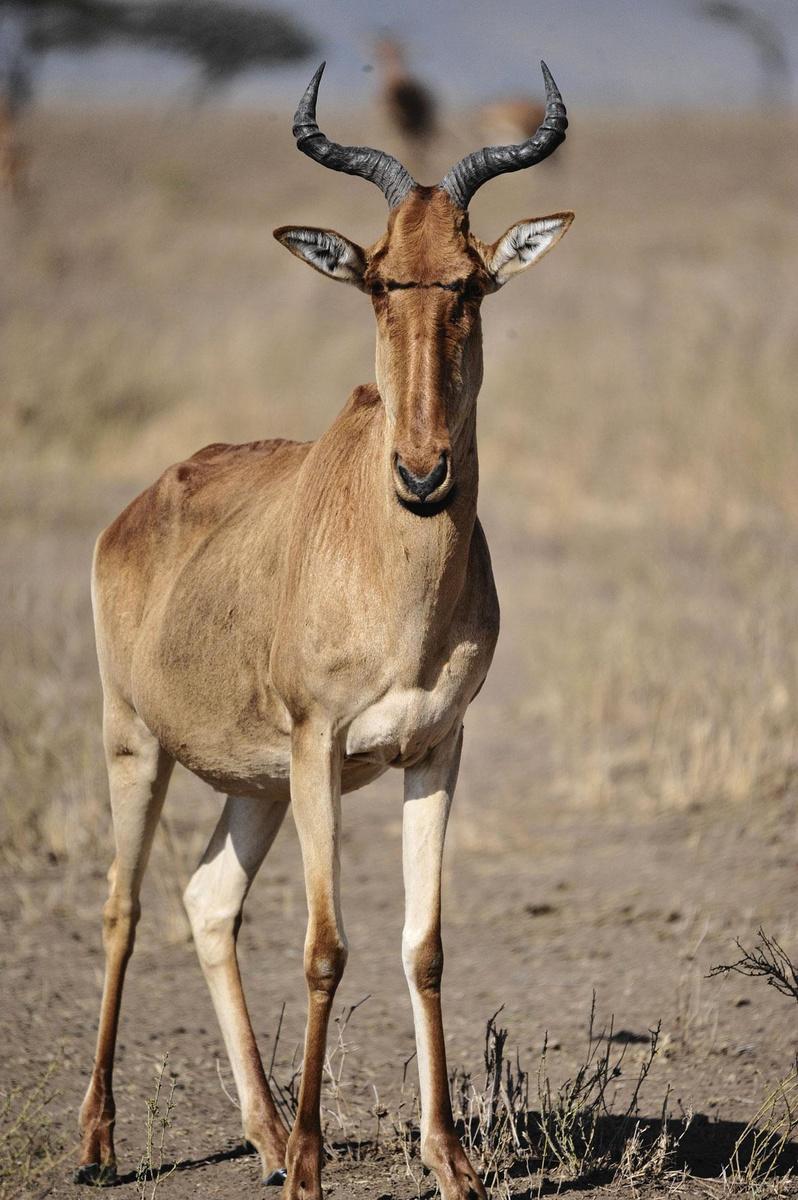 Een lier-antilope of topi poseert voor onze lens.