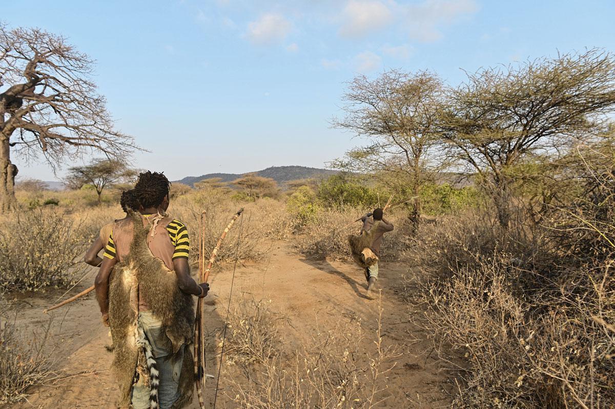 De Hadzabe, op jacht met pijl en boog, leven van wat de savanne te bieden heeft.