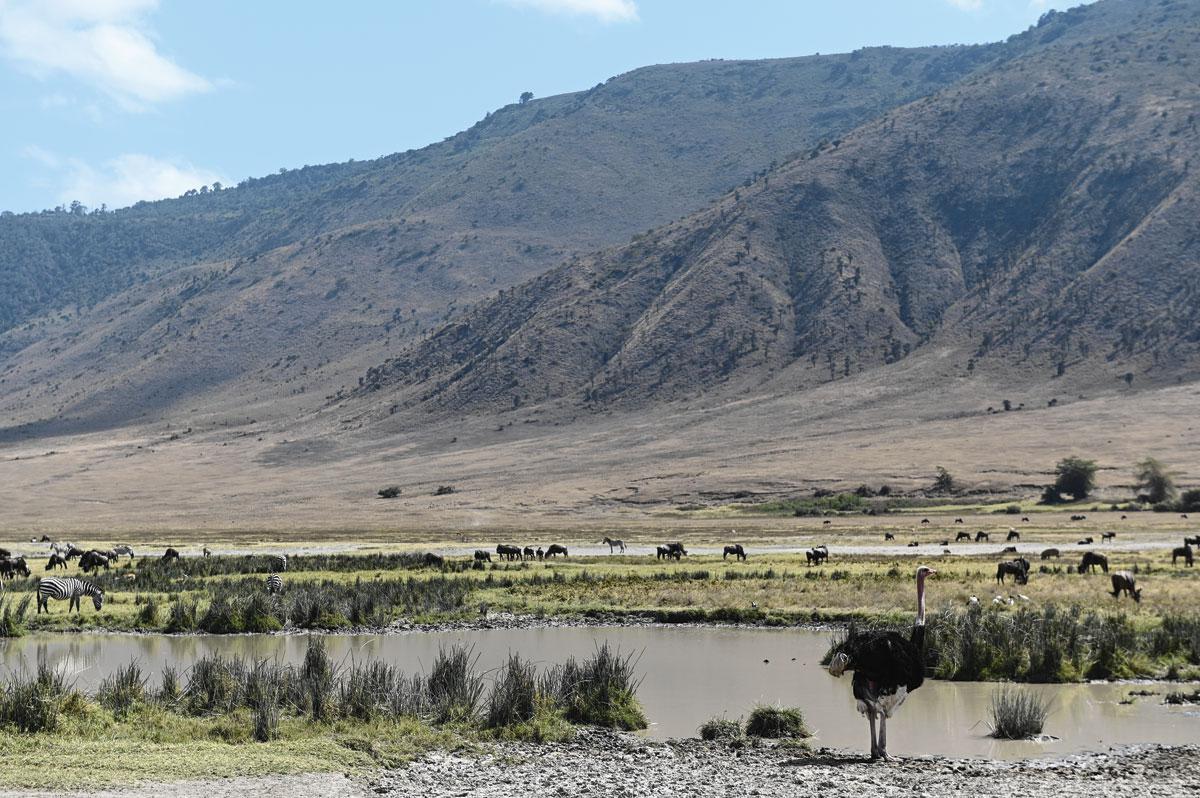 Ngorongoro, waar dieren heer en meester zijn.