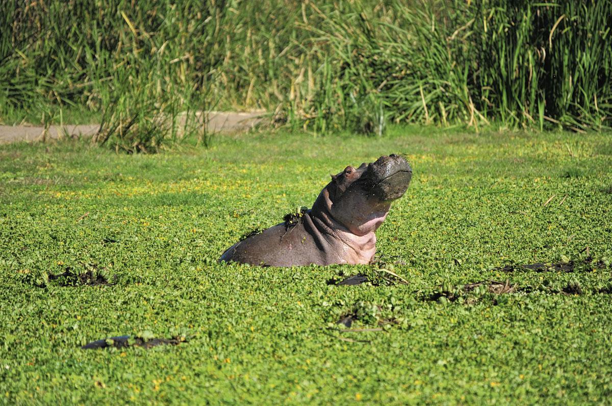Een nijlpaard aan het Manyaromeer, veruit het gevaarlijkste dier van de savanne.
