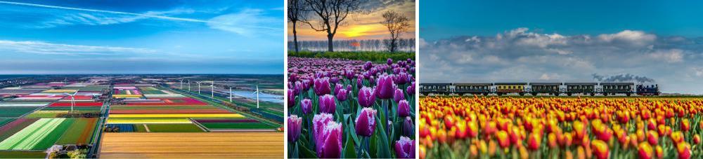 Tulpen in de Kop van Noord-Holland - Stoomtram tussen Hoorn en Medemblik