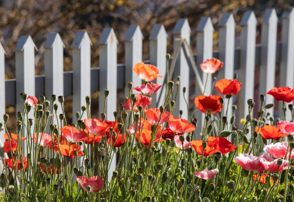 Maai Mei Niet: vijf tips voor een bloeiende lentetuin