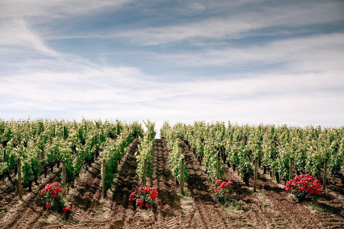 De streek van Montesquieu: een onvergetelijke uitstap ten zuiden van Bordeaux