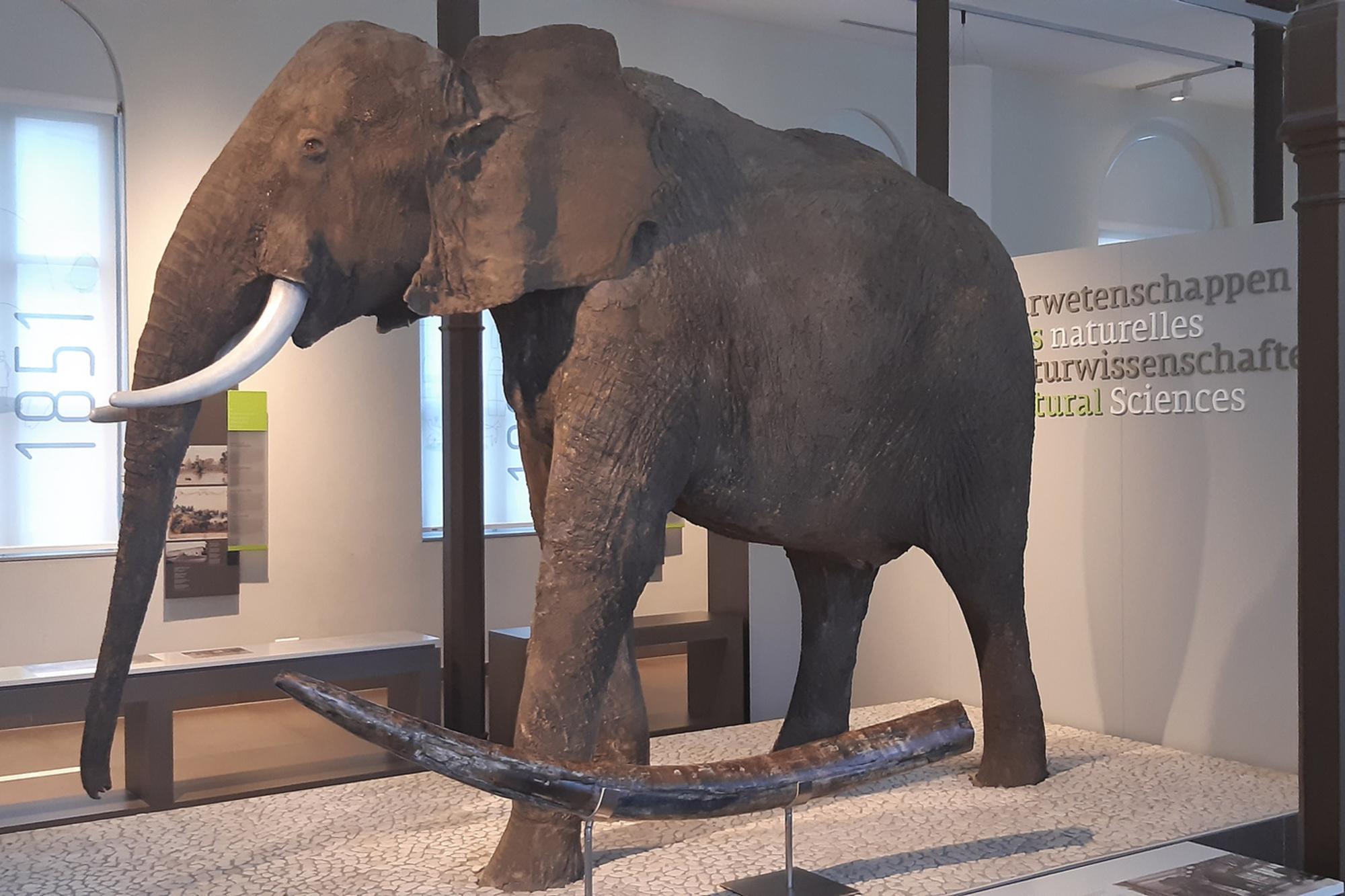 La défense d'un éléphant plus ancien que le mammouth découverte en Belgique
