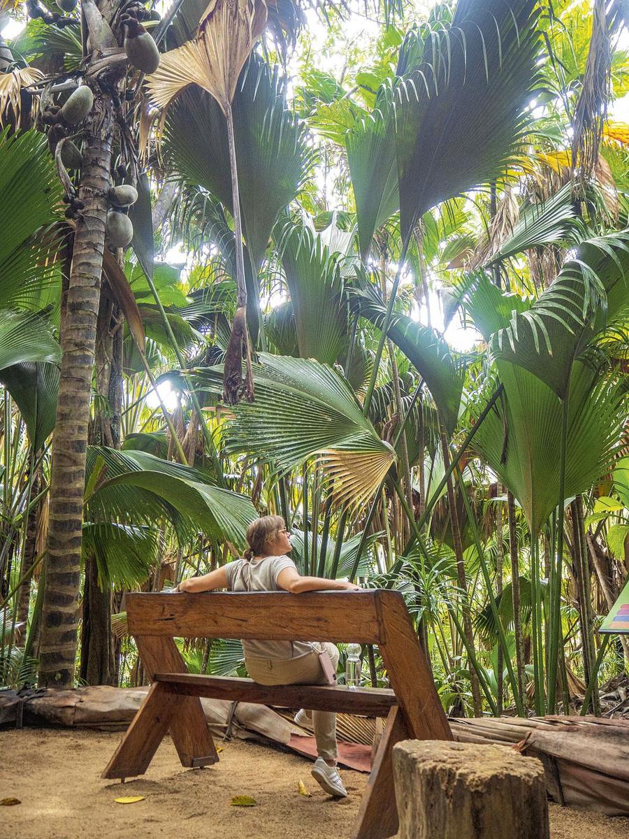 Uitrusten onder de palmbomen met reusachtige kokosnoten in een natuurpark op Praslin.