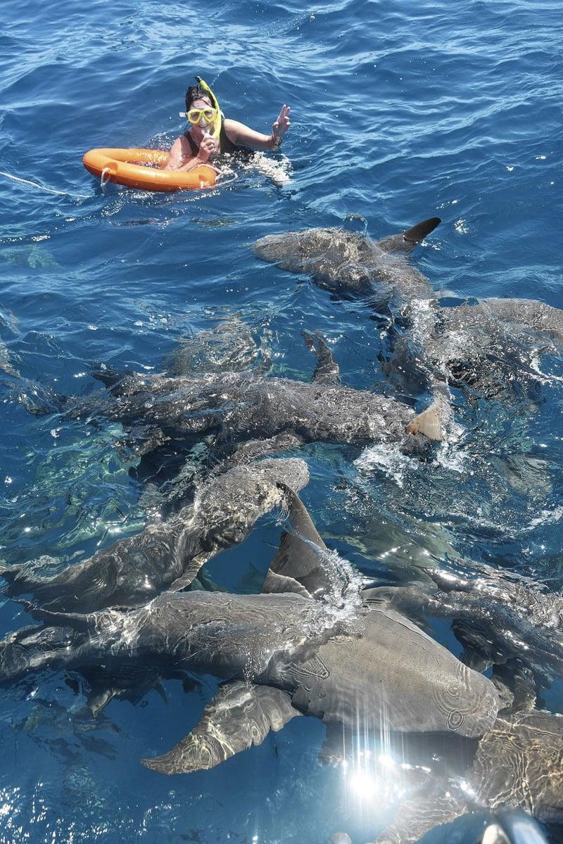 Snorkeling avec des requins.