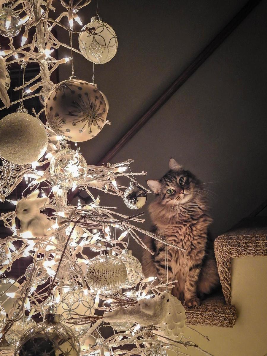 Kattenkwaad in de kerstboom