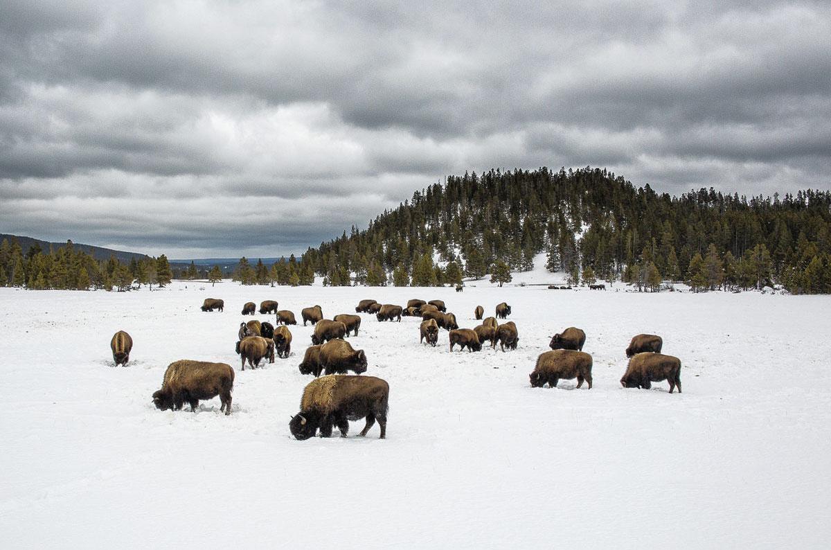 Er leven tussen de 4.500 en 5.000 bizons in Yellowstone.